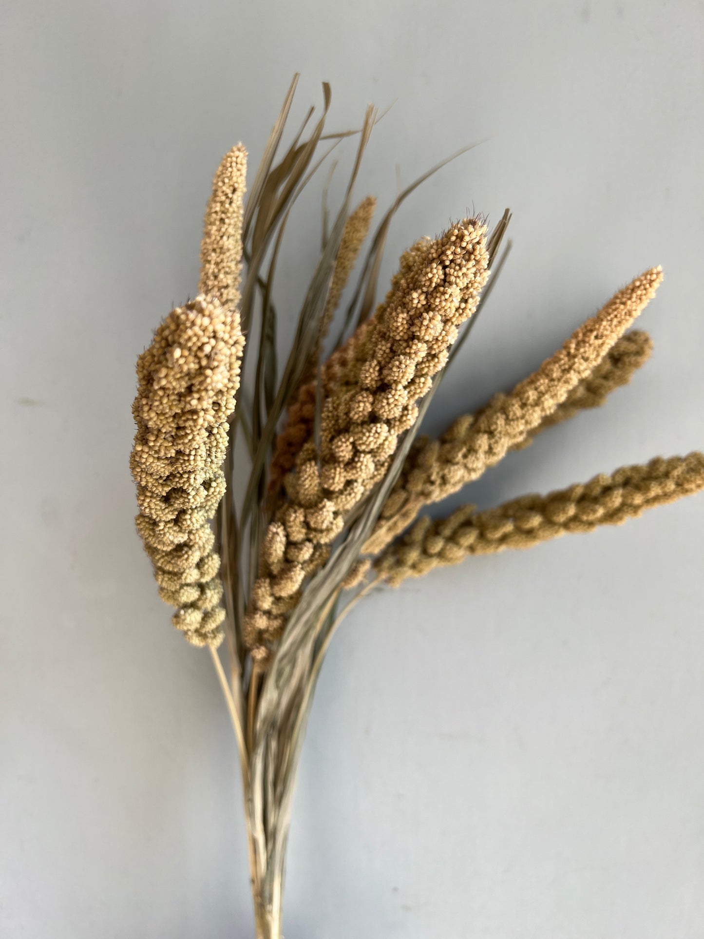 Dried Setaria Flower