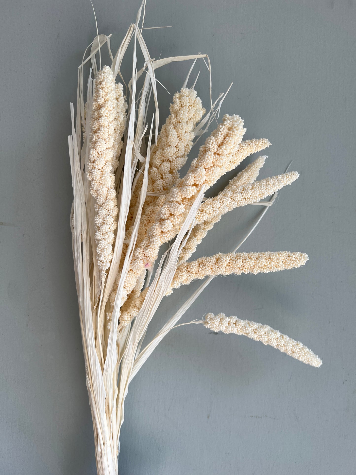 Dried Setaria Flower