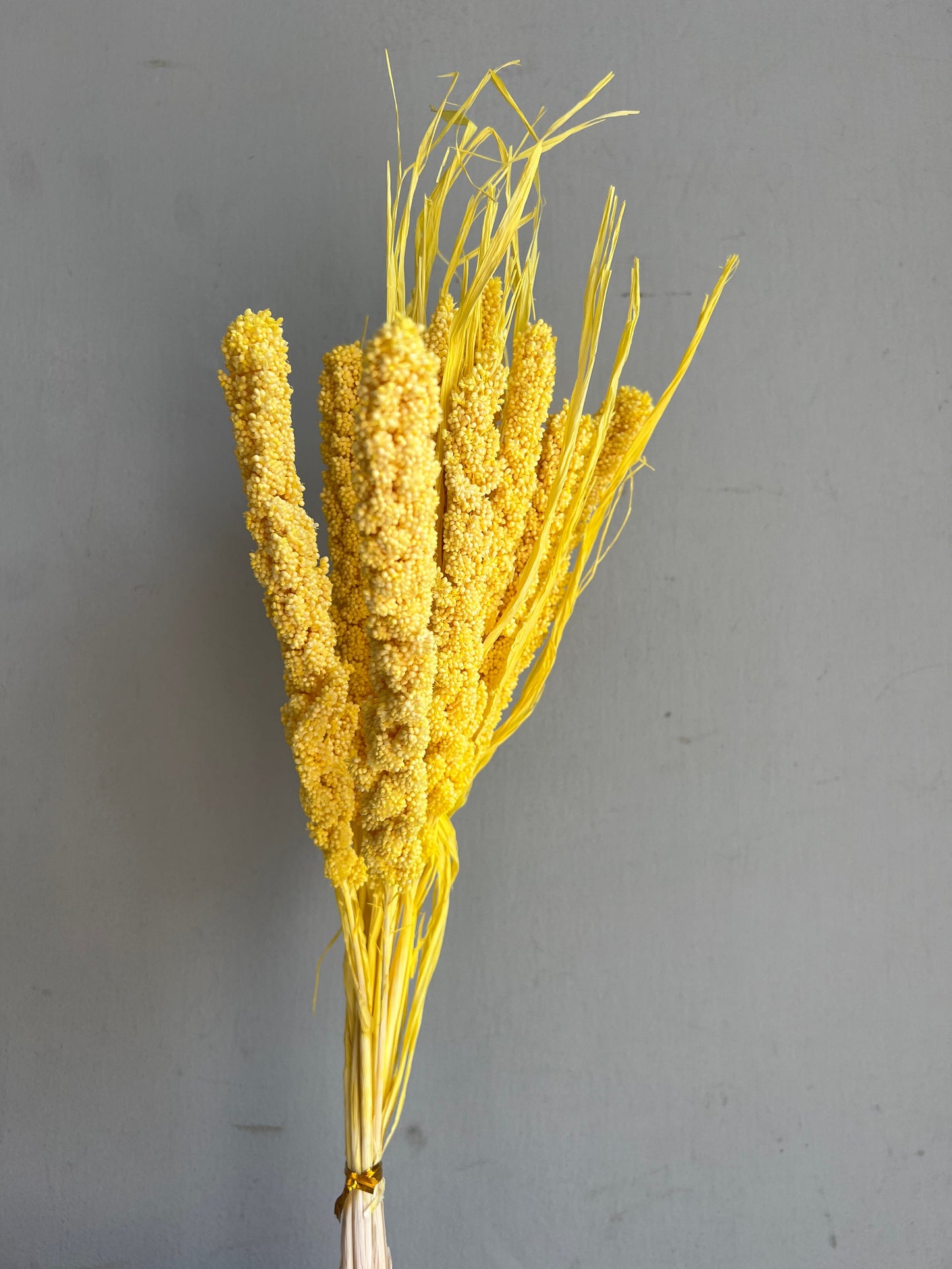 Dried Setaria Flower