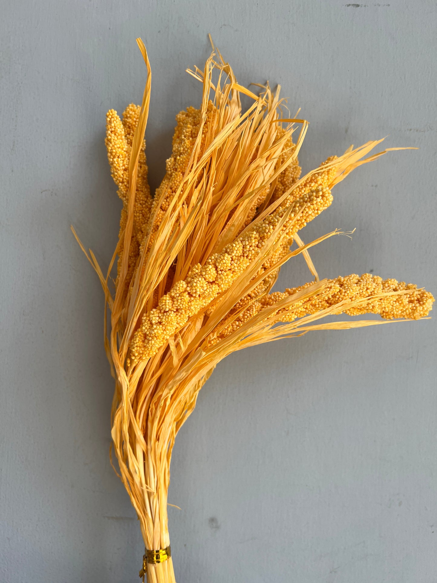 Dried Setaria Flower