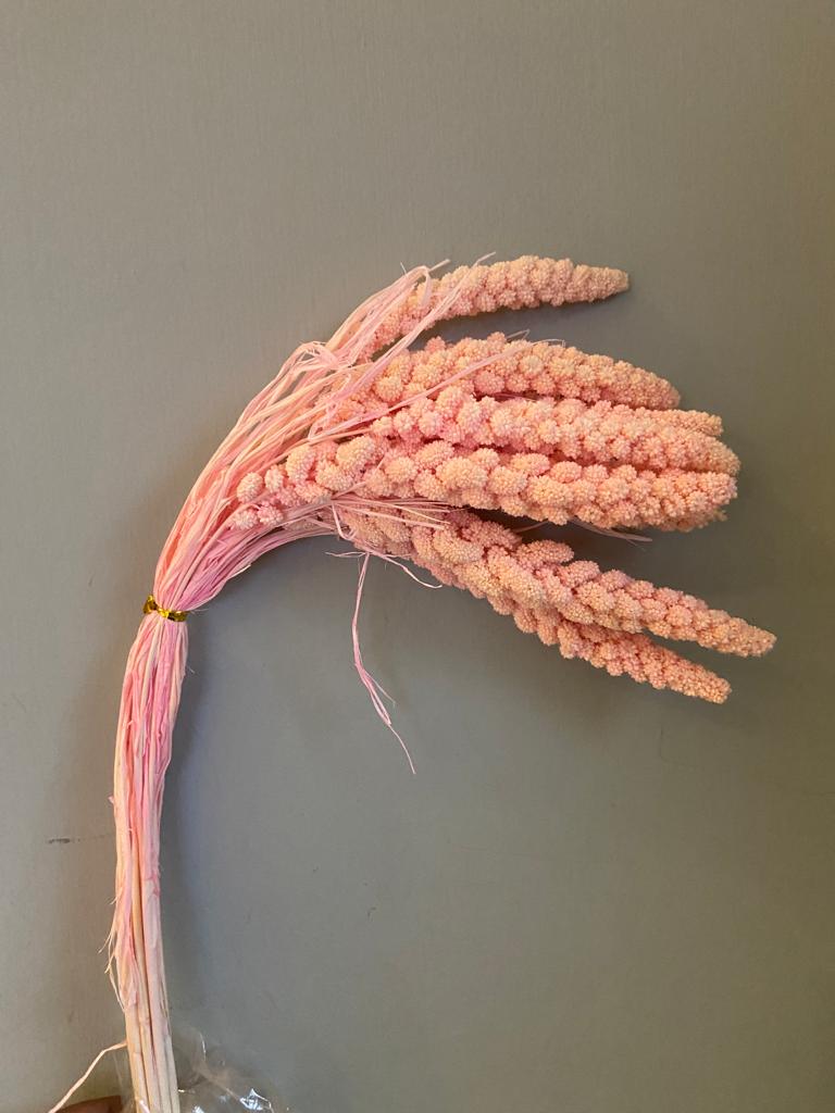 Dried Setaria Flower