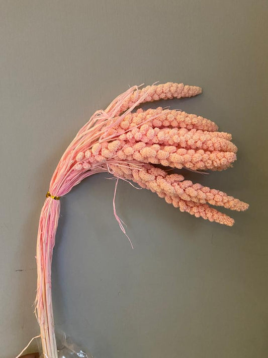 Dried Setaria Flower