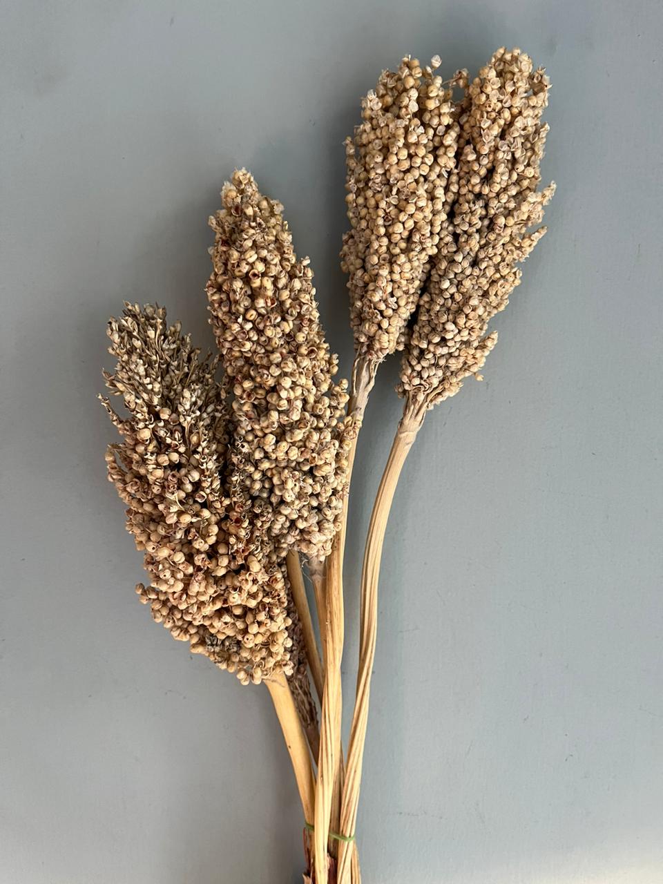 Sorghum