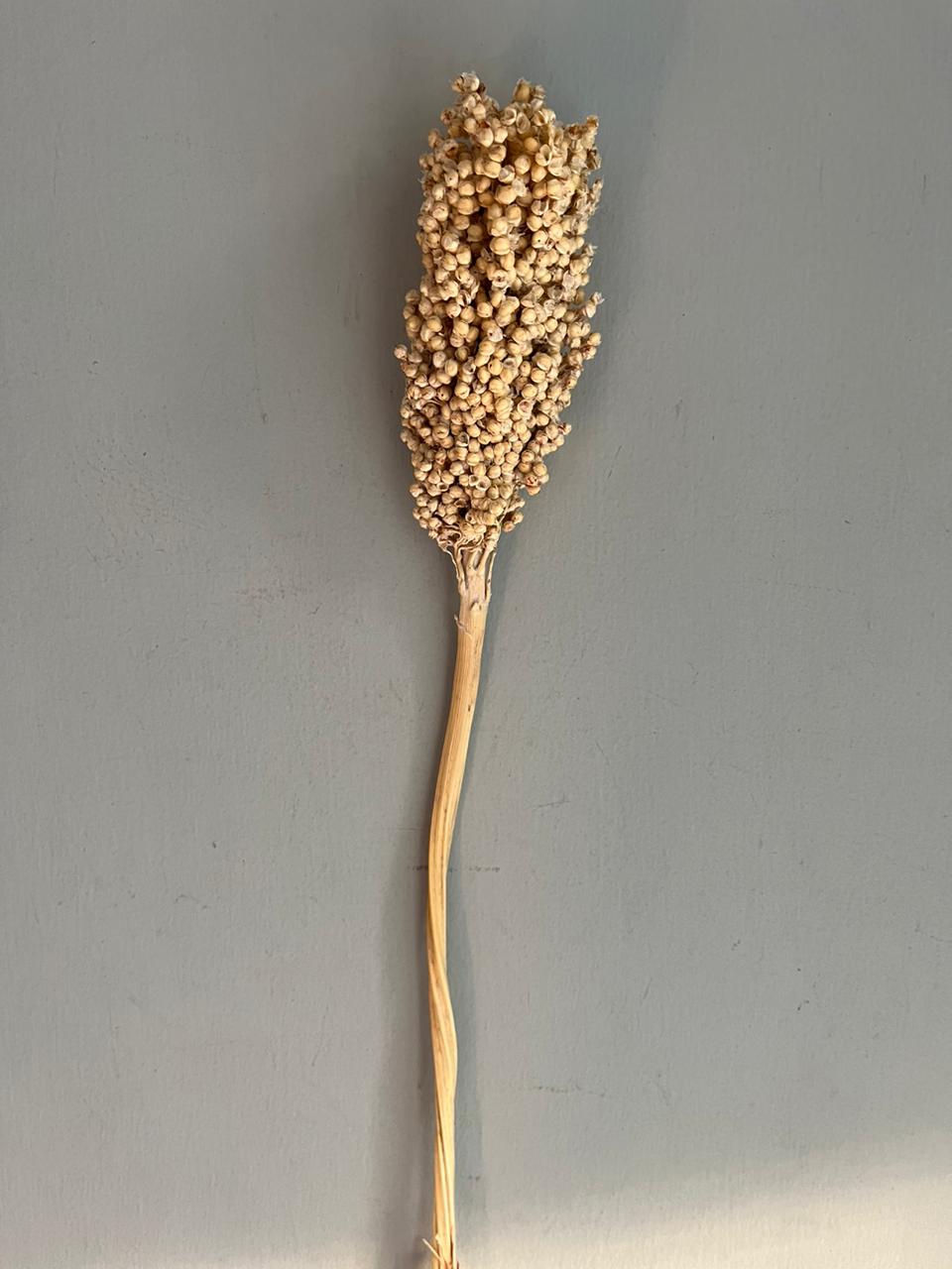 Sorghum